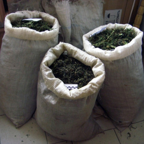 Более 30 кг марихуаны изъяли Владимирские наркополицейские в Петушинском районе