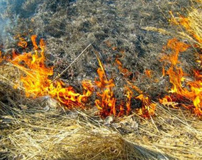 Какую опасность таит сжигание сухой травы